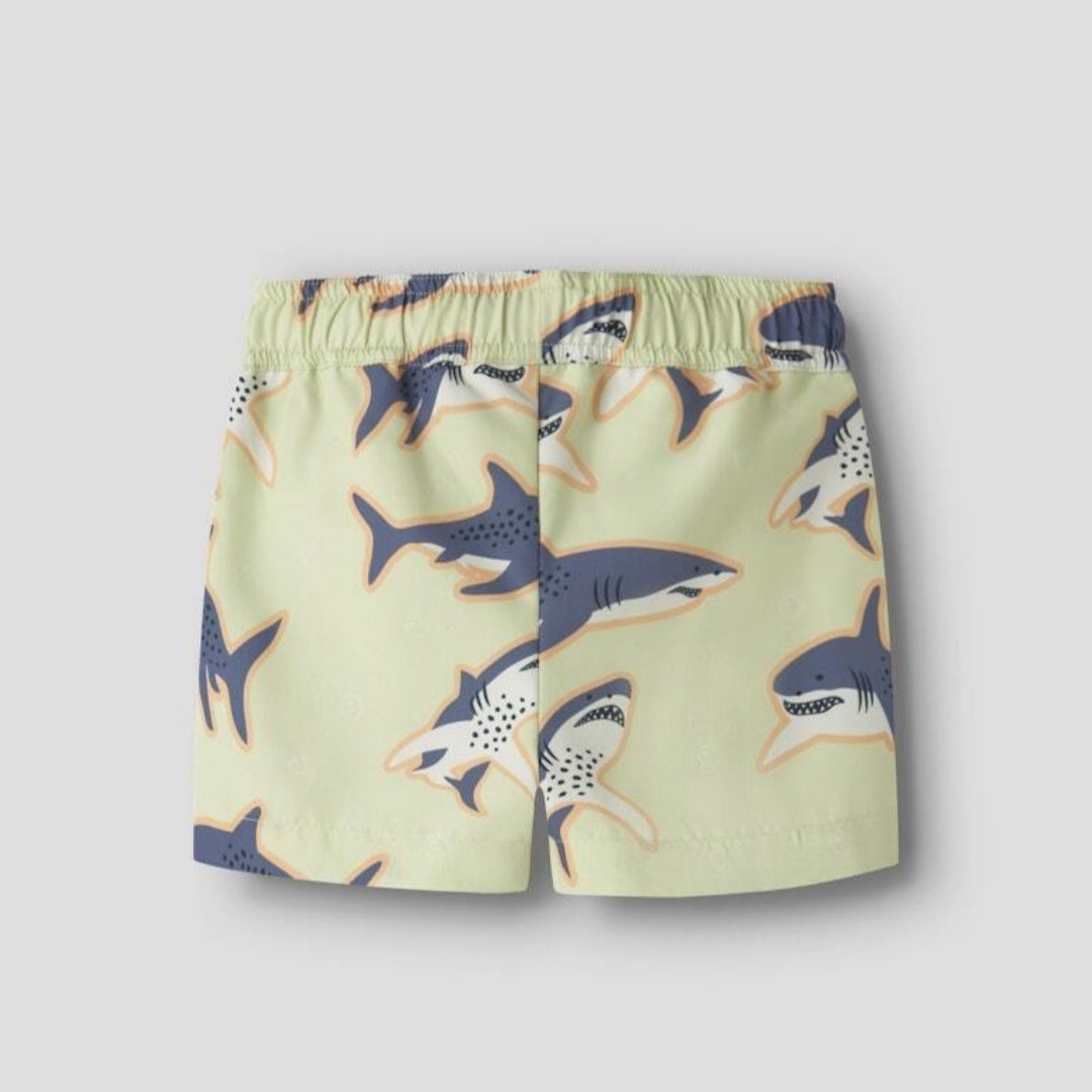 Boxer squali 🦈